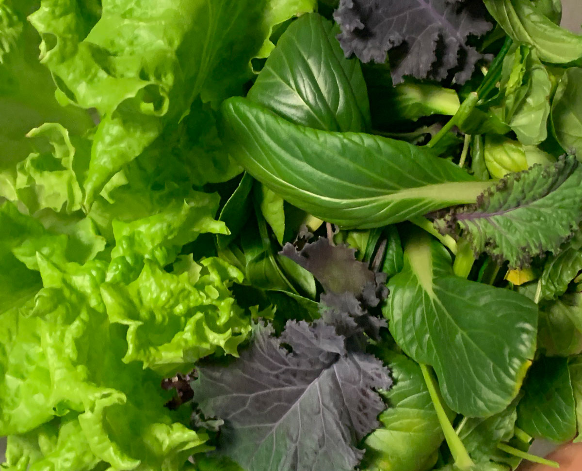 Click and Grow lettuce and greens harvest