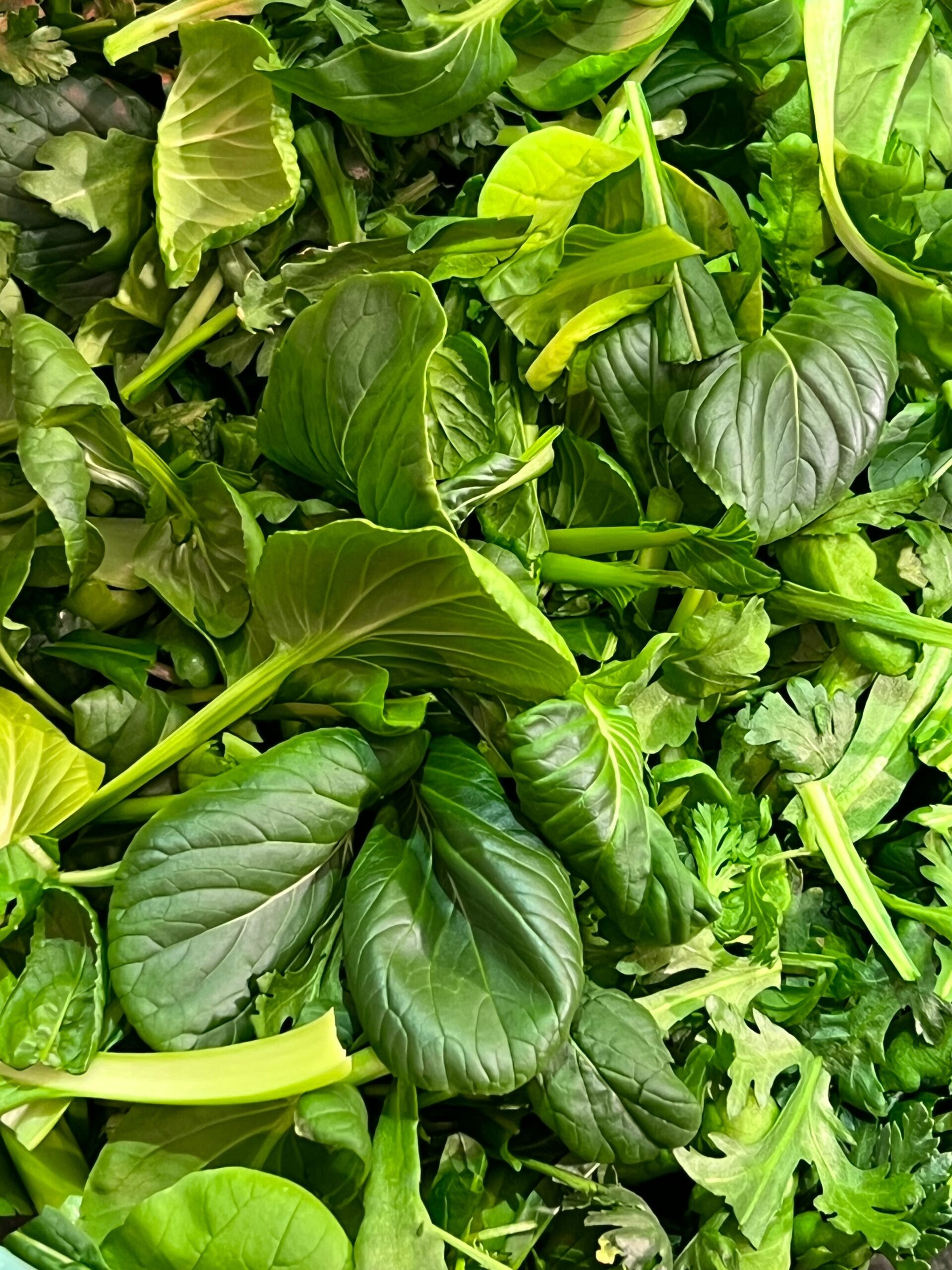 freshly harvested pak choy, mibuna, shungiku