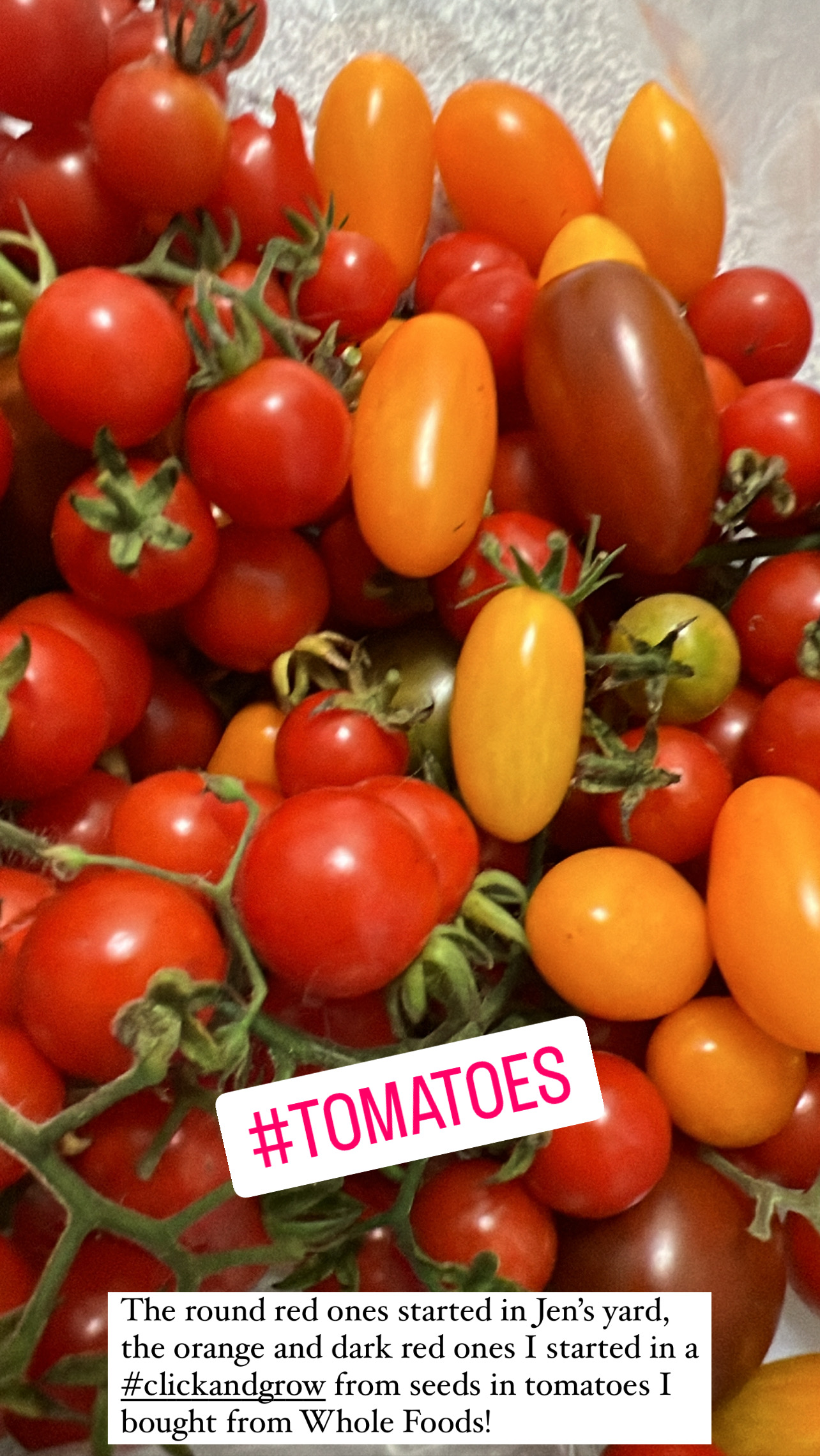 a giant cluster of mini tomatoes!