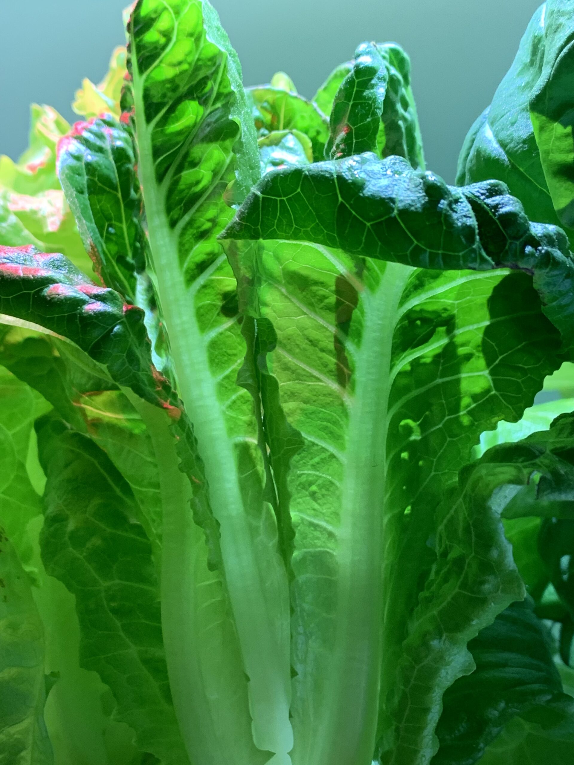 Romaine Lettuce