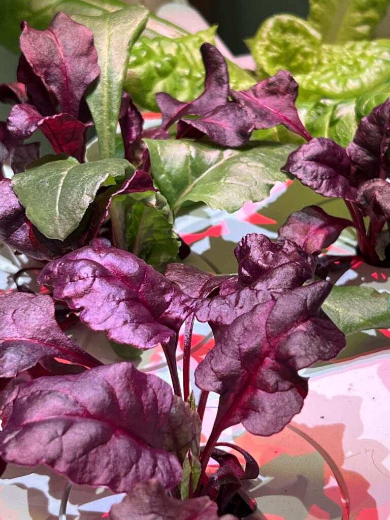 Red Chard growing with a little bit of romaine lettuce in the distance. In a Click and Grow Smart Garden 9