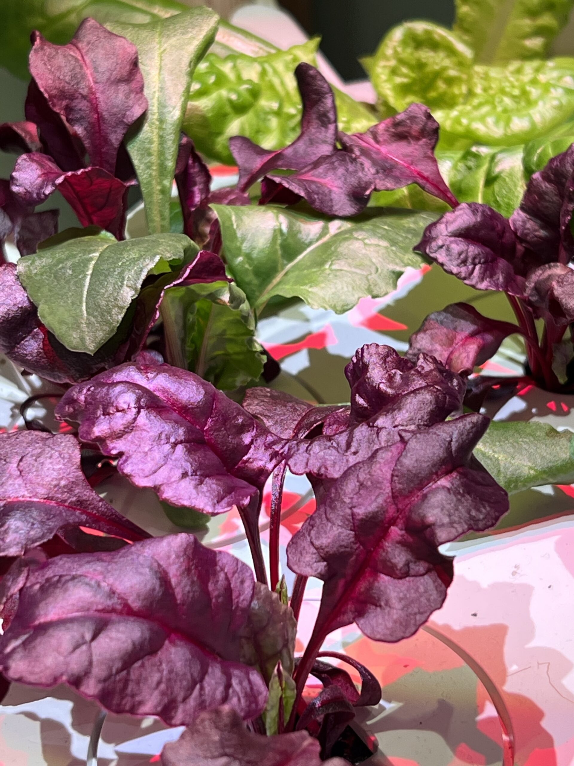 Red Chard growing with a little bit of romaine lettuce in the distance. In a Click and Grow Smart Garden 9